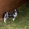 dog, pet, black_and_white, small_dog, long_hair, standing, grass, yard, outdoor, wooden_fence, fence, night, flash_photography, collar, dog_tag, animal, companion, shih_tzu, alert, backyard