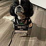 Bambam joined the competition — help win amazing prizes! dog, small_dog, black_and_white, shih_tzu, pet, indoor, portrait, sitting, floor, wood_floor, door, leash, collar, badge, costume, striped_clothing, stubborn, funny, serious_expression, home