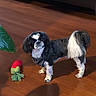 Bambam is registered to the contest to win money with this photo: dog, shih_tzu, pet, black_and_white, standing, wooden_floor, indoor, toy, rope_toy, carrot_toy, plant, hardwood, shadow, harness, leash, small_dog, long_hair, floppy_ears, portrait, home