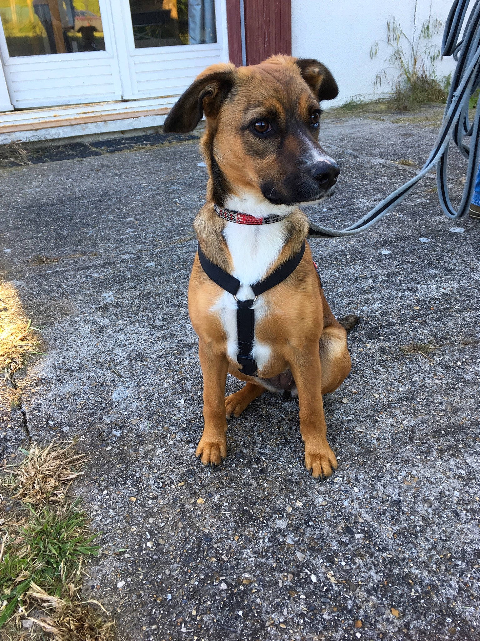 Ollia participe au concours pour gagner de l'argent avec cette photo : adventure, austrian_pinscher, canidae, carnivore, collar, companion_dog, dog, dog_breed, fawn, feist, leash, mammal, mountain_cur, patterdale_terrier, potcake_dog, puppy, rare_breed_dog, snout, sporting_group