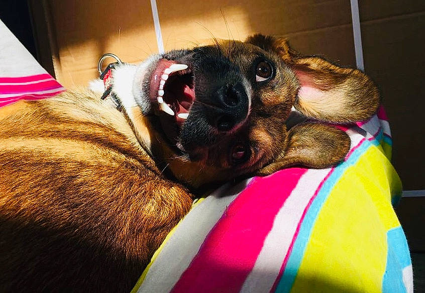 Ollia participe au concours pour gagner de l'argent avec cette photo : canidae, carnivore, dog, dog_breed, ear, fawn, pug, puggle, puppy, puppy_love, snout