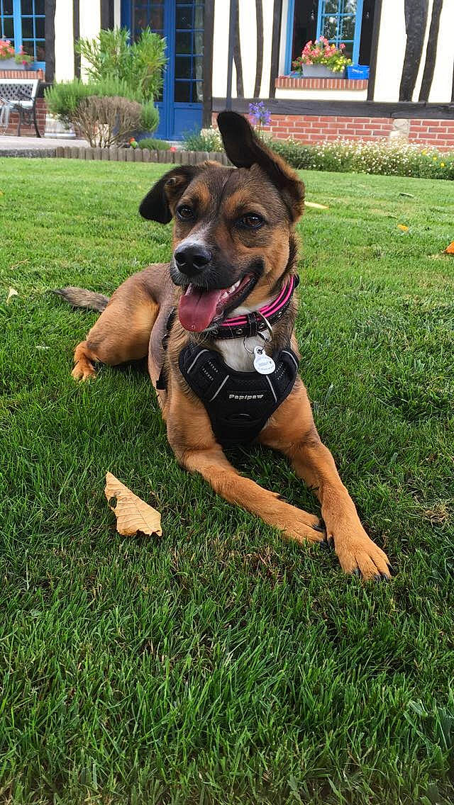 Ollia a rejoint le concours — aidez-le/la à gagner de superbes lots ! australian_kelpie, black_and_tan_terrier, canidae, carnivore, dog, dog_breed, fawn, grass, huntaway, lawn, mammal, plant, sporting_group, working_dog