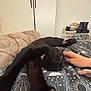 Mushu joined the competition — help win amazing prizes! black_cat, cat, stretching, hand, blanket, celestial_pattern, couch, wardrobe, shoe_rack, shoes, indoor, cozy, petting, furniture, relaxation, animal, fur, home, comfort, resting