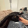 black_cat, cat, pet, stretching, bed, blanket, hand, furniture, shoe_rack, boots, sneakers, indoor, cozy, relaxed, yellow_eyes, portrait, animal, bedroom, resting, domestic