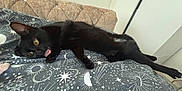 Mushu joined the competition — help win amazing prizes! animal, bed, bedding, black_cat, cat, cute, feline, fur, head, home, indoor, paw, pet, playful, relaxed, resting, stretching, tongue_out, whiskers, yellow_eyes