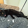 Mushu joined the competition — help win amazing prizes! black_cat, cat, pet, bed, bedding, stretching, tongue_out, indoor, feline, cute, playful, relaxed, animal, fur, whiskers, paw, yellow_eyes, head, resting, home