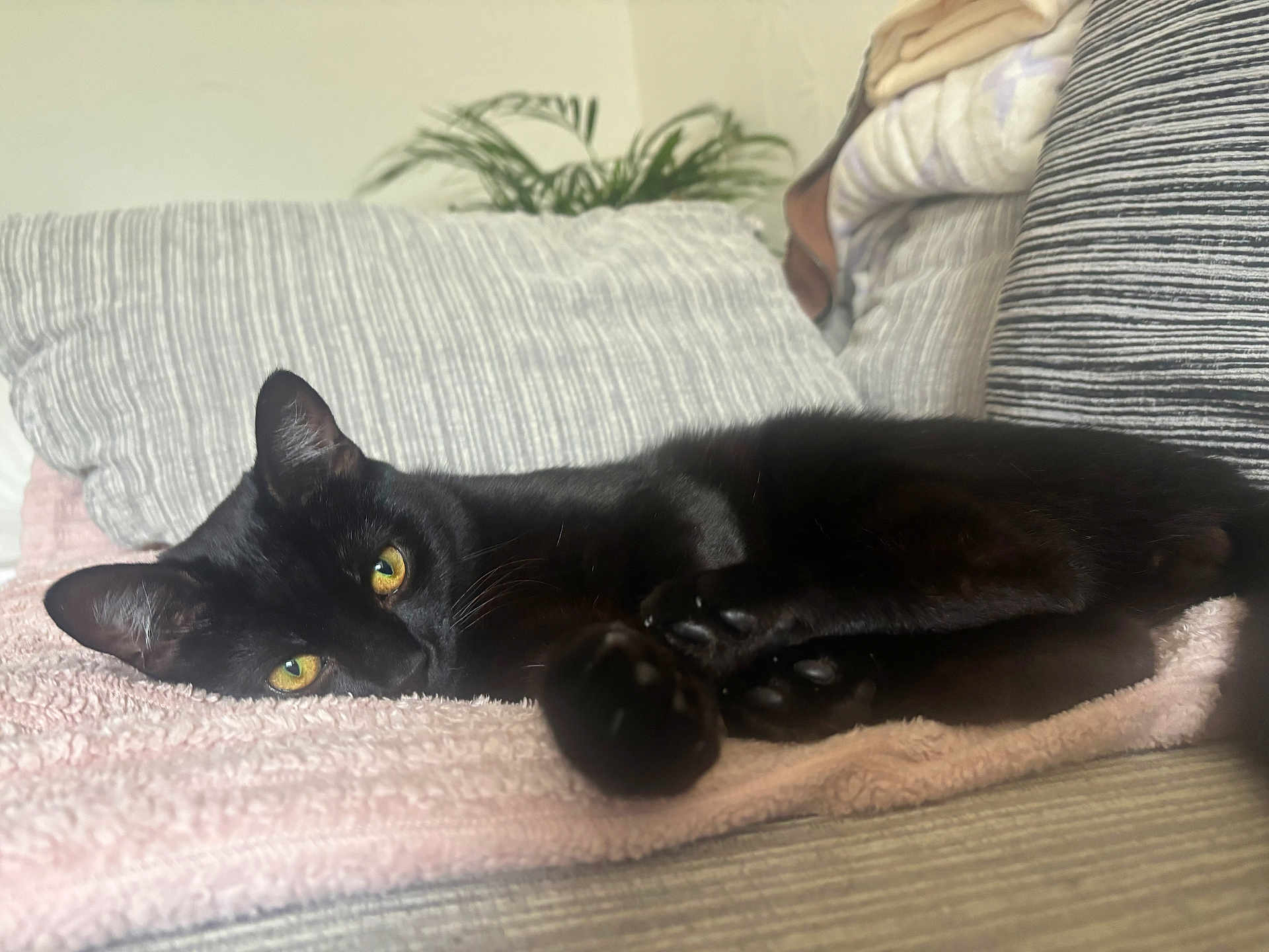 Mushu is registered to the contest to win money with this photo: cat, black_cat, pet, animal, resting, couch, pillow, towel, indoor, yellow_eyes, fur, relaxed, closeup, soft_texture, domestic_animal, whiskers, cozy, laying_down, striped, houseplant