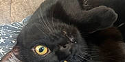 Mushu is registered to the contest to win money with this photo: black_cat, cat, pet, animal, yellow_eyes, fur, whiskers, paw, couch, blanket, stars_pattern, indoor, close_up, lying_down, cute, curious, cozy, relaxed, feline, playful