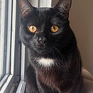 Mushu joined the competition — help win amazing prizes! cat, black_cat, golden_eyes, window, natural_light, indoor, pet, animal, fur, whiskers, face, portrait, sitting, curious, close_up, domestic_cat, feline, white_patch, soft_light, looking