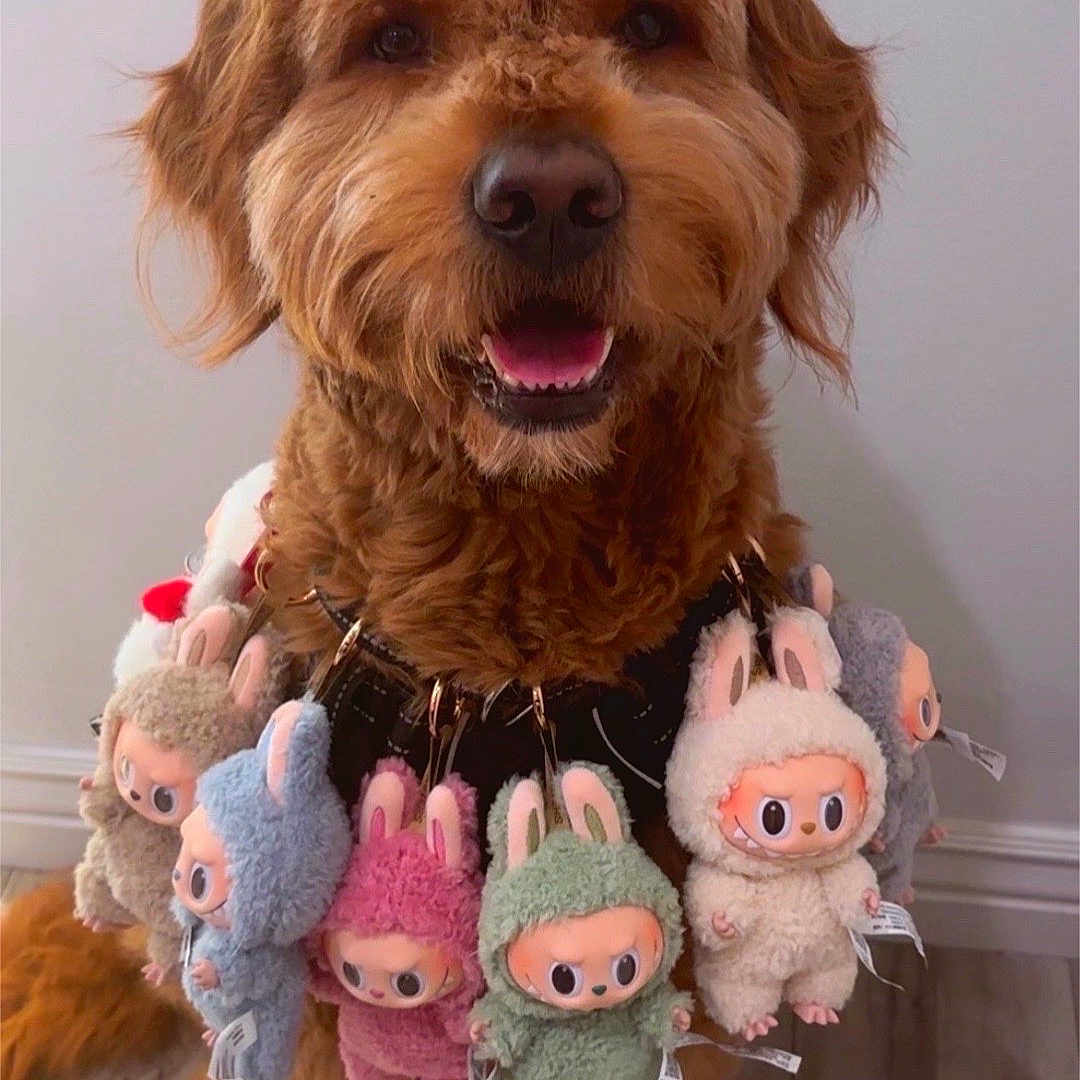 Benji joined the competition — help win amazing prizes! adorable, animal, brown_fur, bunny_costume, closeup, companion, cute, decorative, dog, friendly, fur, happy, indoor, pets, playful, plush_toys, sitting, smiling, toy_necklace, wooden_floor