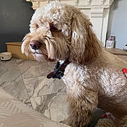 Blaze is registered to the contest to win money with this photo: animal, brown, collar, cozy, curly_fur, cute, decor, dog, domestic, fireplace, fluffy, fur, homedecor, indoor, marble_floor, pet, plant, side_view, sitting, thoughtful