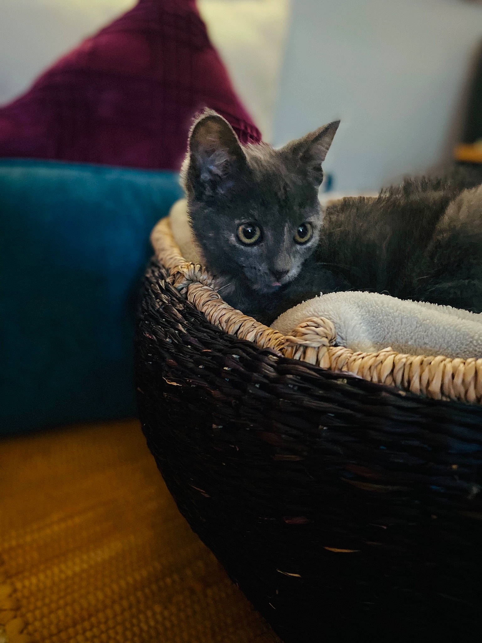 Fleur is registered to the contest to win money with this photo: black_cat, carnivore, cat, cat_bed, cat_supply, comfort, domestic_short_haired_cat, electric_blue, fawn, felidae, flooring, fur, grey, hardwood, russian_blue, small_to_medium_sized_cats, snout, tail, whiskers, wood