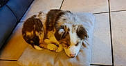 Braco participe au concours pour gagner de l'argent avec cette photo : adorable, animal, brown, companion, cozy, cushion, cute, dog, domestic, floor, fur, indoor, pet, puppy, relaxing, resting, sleeping, small, tile, white