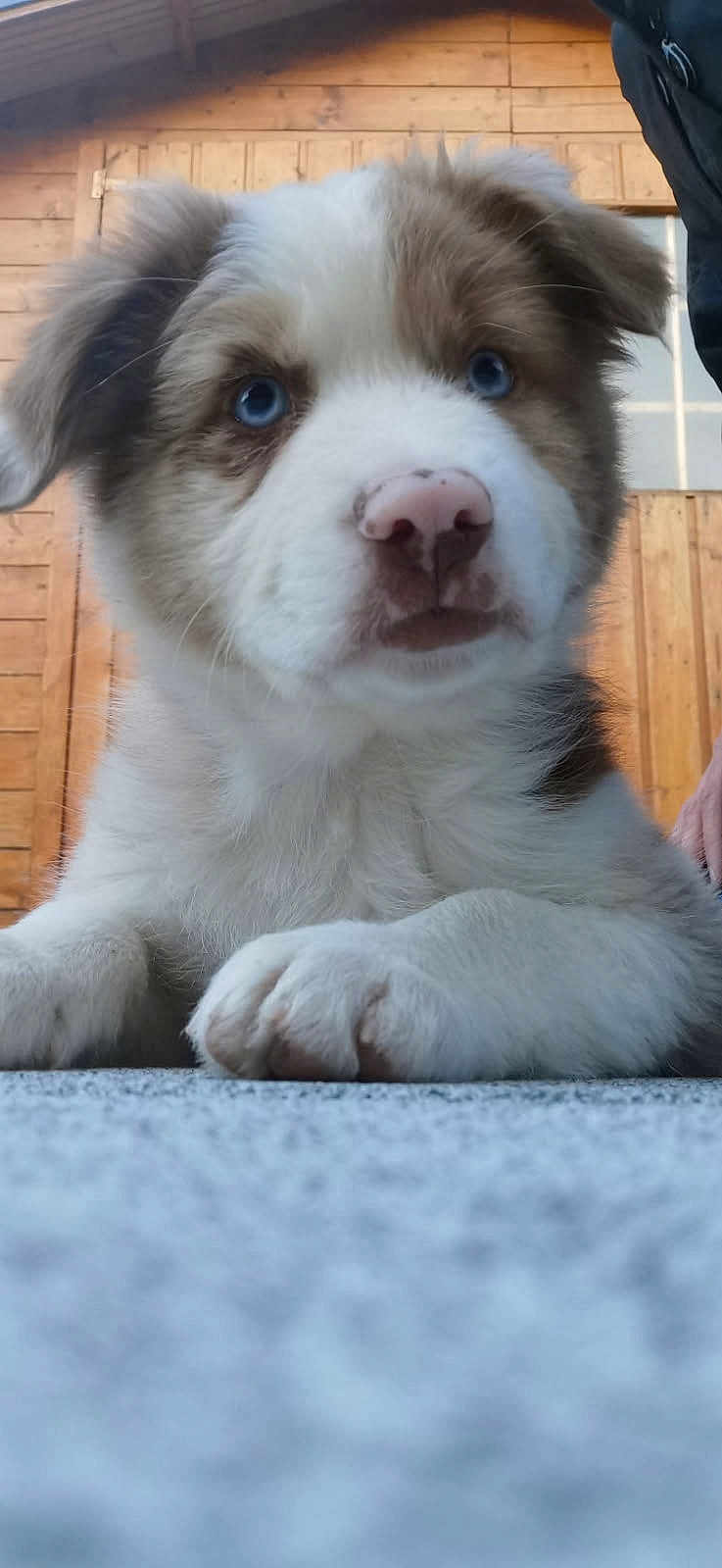 Braco a rejoint le concours — aidez-le/la à gagner de superbes lots ! puppy, dog, blue_eyes, close_up, cute, fur, nose, paw, wooden_background, outdoor, pet, animal, young, adorable, lying_down, portrait, curious, fluffy, soft, front_view