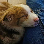 Braco participe au concours pour gagner de l'argent avec cette photo : adorable, calm, closeup, companion, cozy, cute, denim, dog, fur, indoor, jeans, lap, pet, puppy, resting, sleeping, snuggle, soft, tile_floor, young_dog