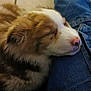 puppy, dog, sleeping, fur, denim, jeans, lap, closeup, indoor, tile_floor, resting, cute, pet, adorable, snuggle, young_dog, cozy, soft, calm, companion