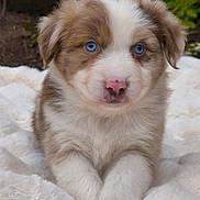 Braco participe au concours pour gagner de l'argent avec cette photo : puppy, dog, blue_eyes, fluffy, cute, pet, animal, portrait, outdoor, fur, white, brown, young, lying_down, close_up, blanket, nature, adorable, face, expression