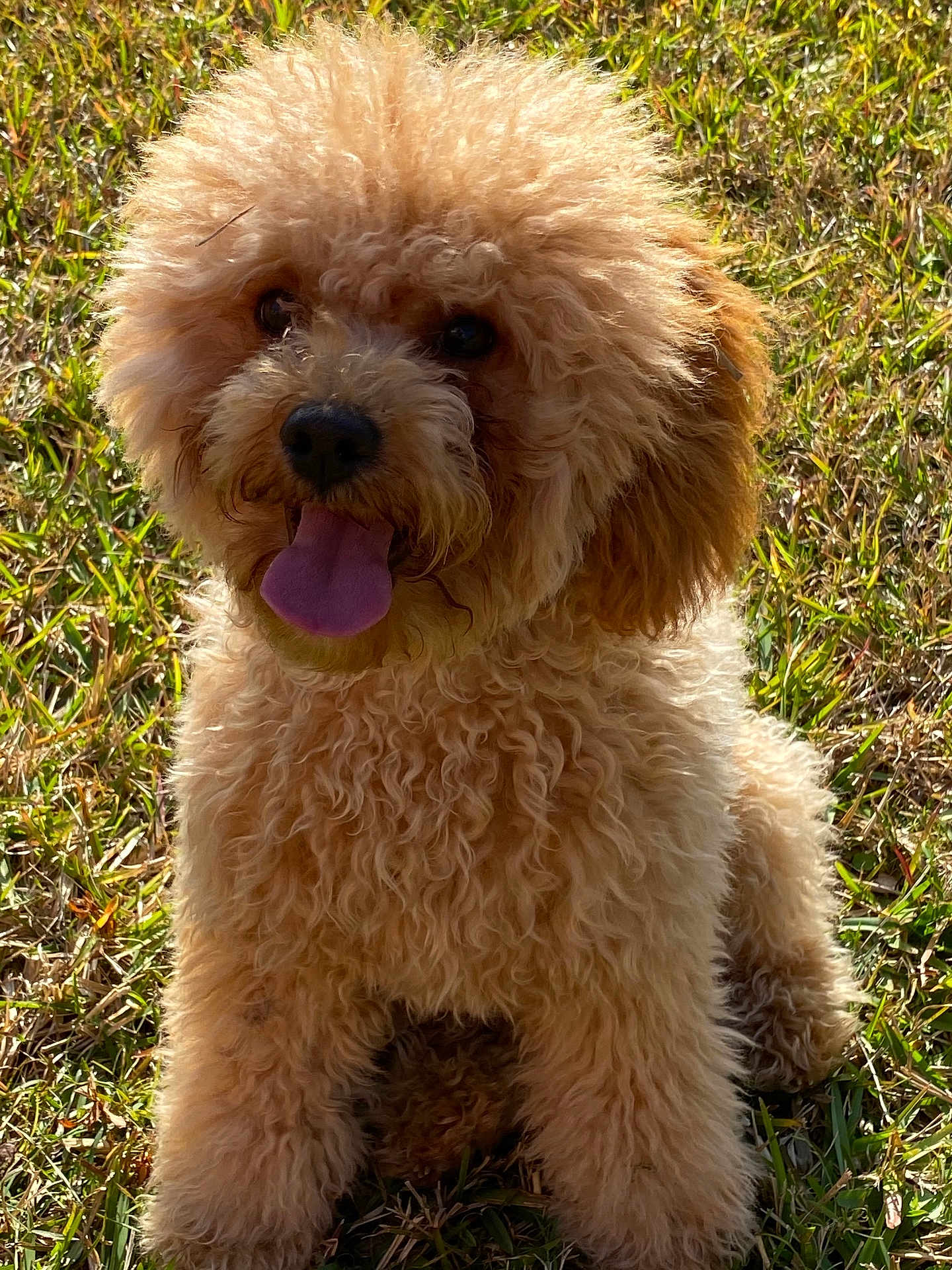 Havana joined the competition — help win amazing prizes! dog, curly_fur, tongue_out, grass, outdoor, pet, animal, cute, fluffy, brown, happy, playful, sunlight, canine, fur, nature, summer, sitting, mammal, friendly