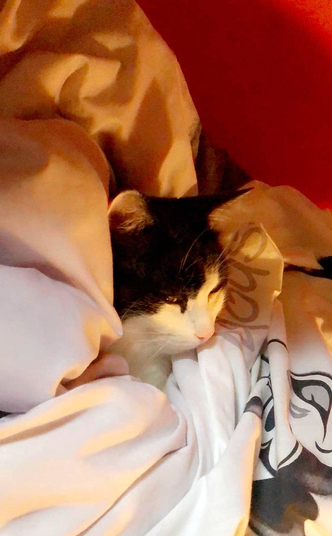 Choupinou participe au concours pour gagner de l'argent avec cette photo : carnivore, cat, felidae, kitten, small_to_medium_sized_cats, whiskers