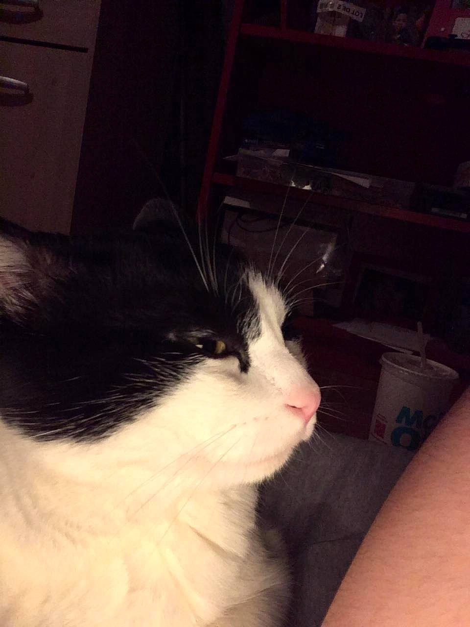 Choupinou a rejoint le concours — aidez-le/la à gagner de superbes lots ! carnivore, cat, domestic_long_haired_cat, ear, eye, felidae, fur, kitten, norwegian_forest_cat, nose, sky, small_to_medium_sized_cats, snout, tail, whiskers