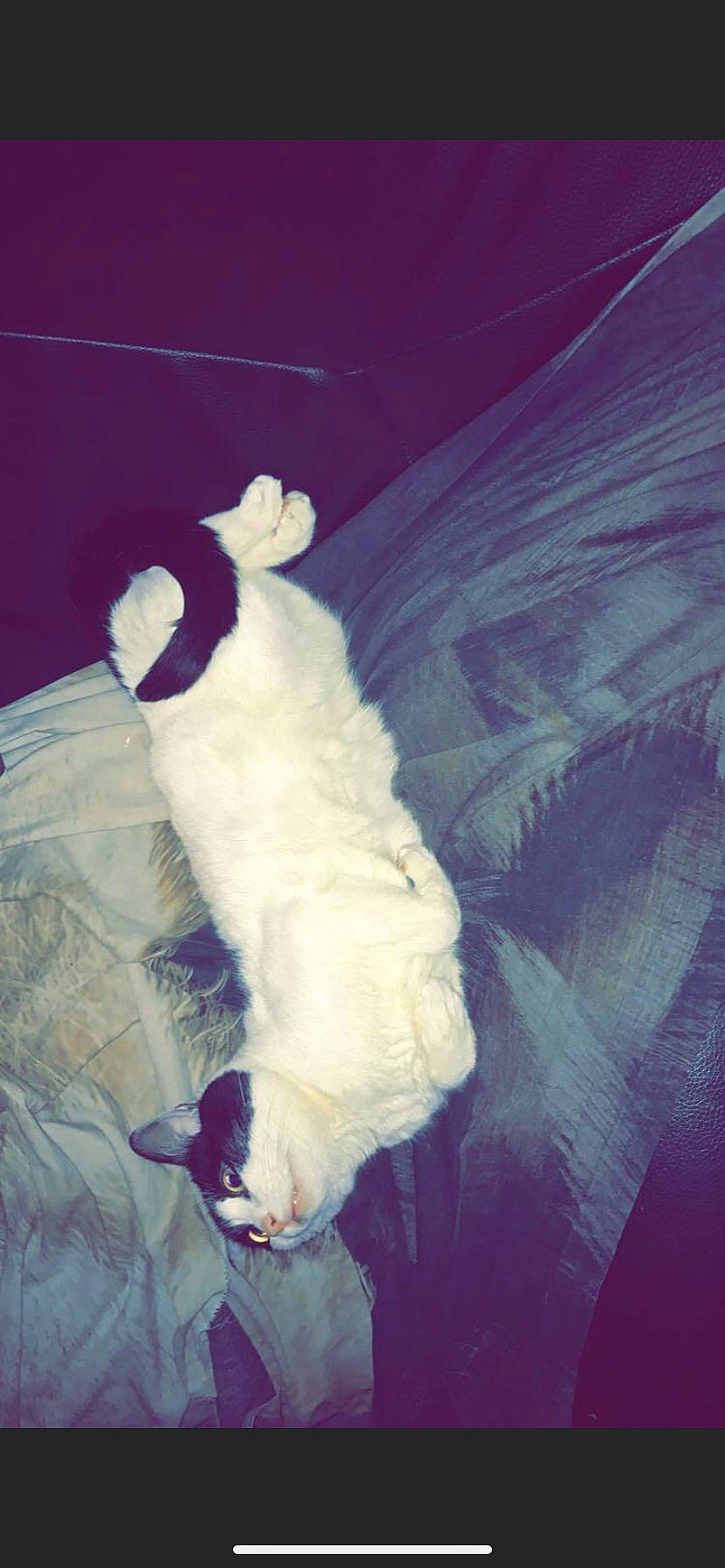 Choupinou a rejoint le concours — aidez-le/la à gagner de superbes lots ! canidae, cat, dog_breed, fur, tail