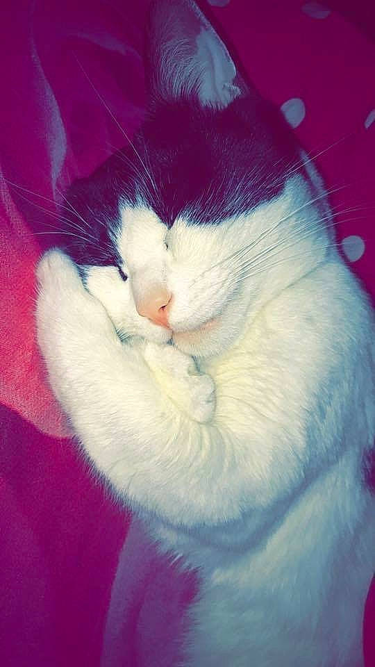 Choupinou participe au concours pour gagner de l'argent avec cette photo : carnivore, cat, domestic_short_haired_cat, felidae, fur, japanese_bobtail, kitten, pink, small_to_medium_sized_cats, tail, turkish_van, whiskers