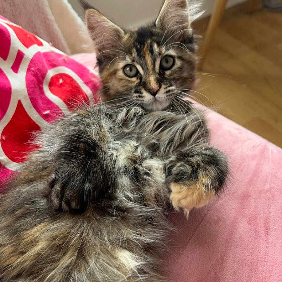 Vénus participe au concours pour gagner de l'argent avec cette photo : animal, architecture, blanket, brasssection, building, cat, chair, couch, cushion, flag, furniture, homedecor, horn, indoors, interiordesign, kitten, livingroom, manx, pet, room