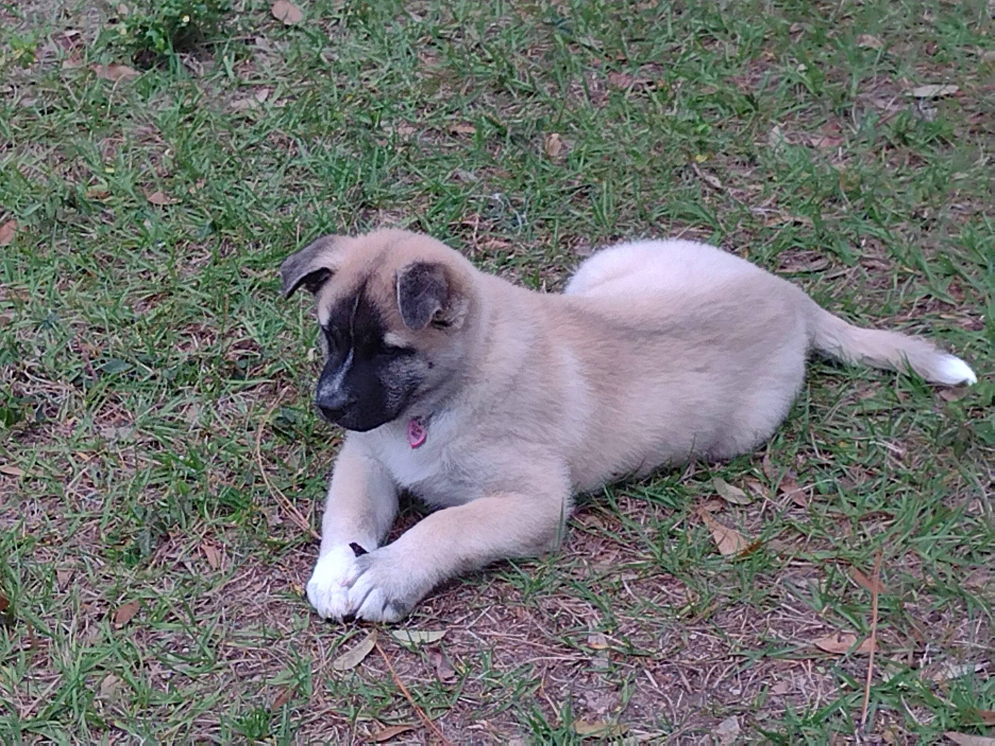 Hana is registered to the contest to win money with this photo: canidae, carnivore, companion_dog, dog, dog_breed, fawn, grass, groundcover, non_sporting_group, plant, pug, puppy, sporting_group, tail, terrestrial_animal, working_animal