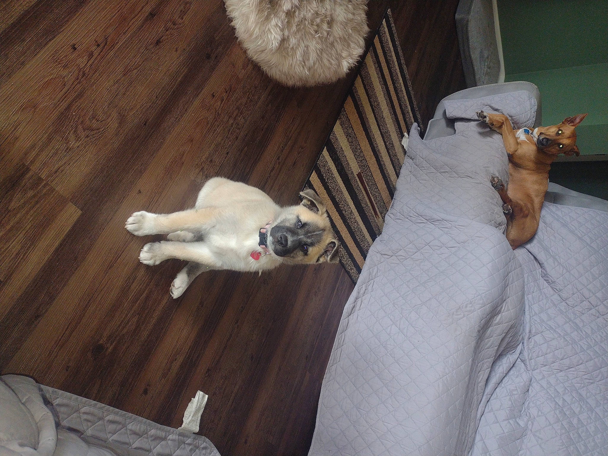 Hana is registered to the contest to win money with this photo: canidae, carnivore, comfort, companion_dog, dog, dog_breed, fawn, felidae, flooring, fur, hardwood, mammal, non_sporting_group, small_to_medium_sized_cats, sporting_group, tail, toy_dog, whiskers, wood, working_animal