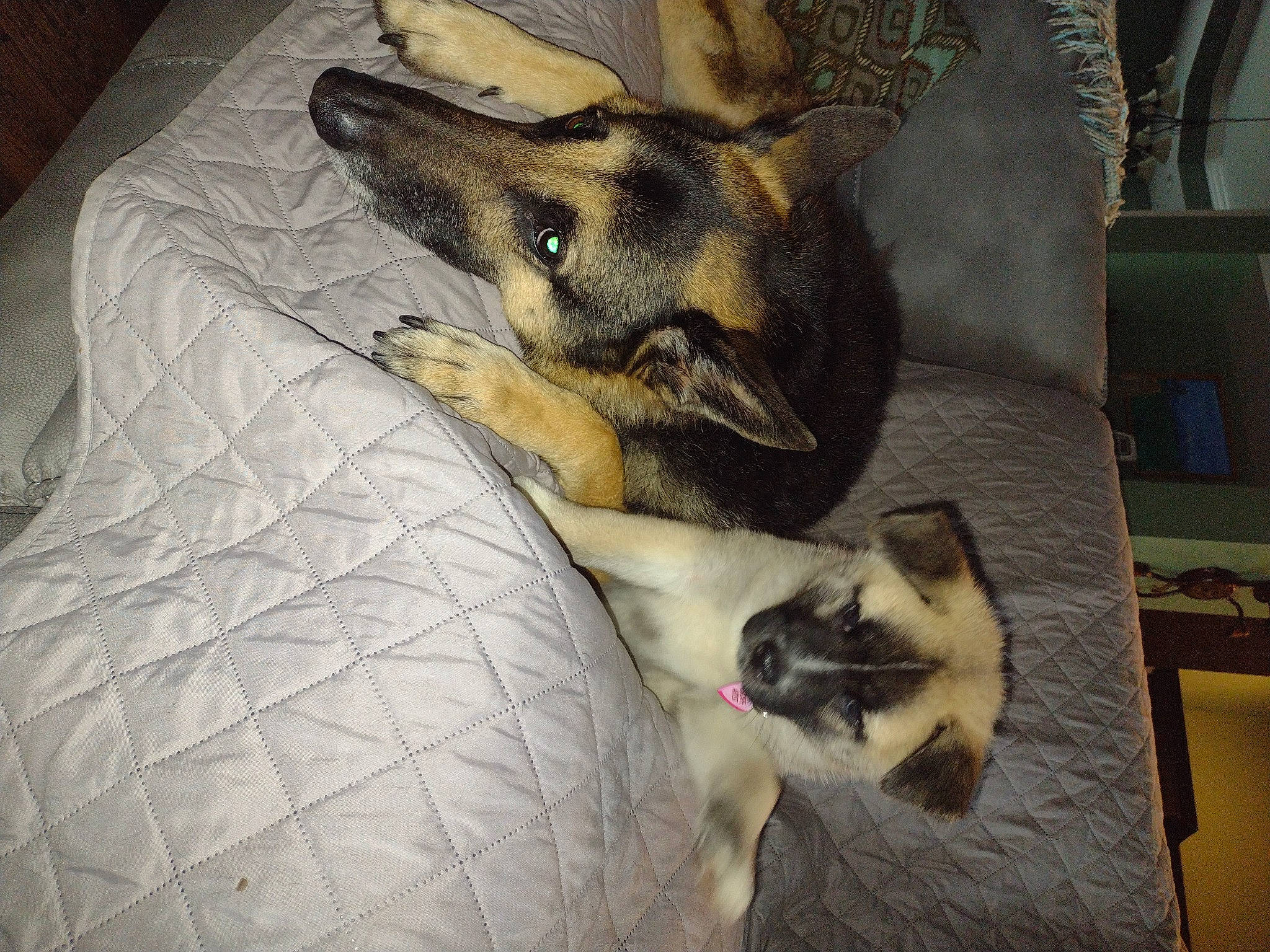 Hana joined the competition — help win amazing prizes! balinese, carnivore, cat, comfort, companion_dog, dog, dog_breed, dog_supply, fawn, felidae, fur, german_shepherd_dog, grey, mammal, siamese, small_to_medium_sized_cats, snout, sporting_group, thai, whiskers