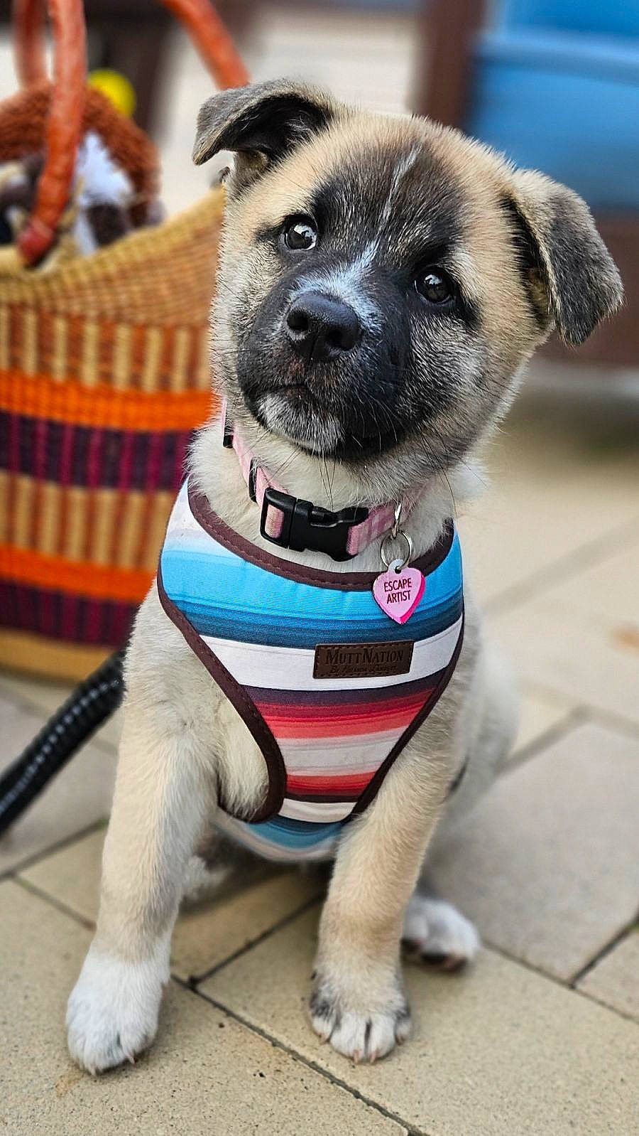 Hana joined the competition — help win amazing prizes! blue, carnivore, collar, companion_dog, dog, dog_breed, dog_clothes, dog_collar, dog_supply, electric_blue, fashion_accessory, fawn, fur, leash, paw, pet_supply, snout, sporting_group, whiskers, working_animal