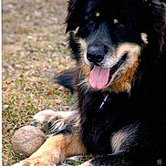 Bear joined the competition — help win amazing prizes! accessories, alloywheel, animal, ball, baseball, baseballball, canine, collie, dog, germanshepherd, grass, husky, pet, plant, puppy, sphere, sport, strap, tennis, tennisball