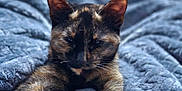 Pickle is registered to the contest to win money with this photo: animal, blanket, cat, closeup, comfort, cozy, ears, feline, fur, gray, indoor, laying, pet, relaxed, sleepy, soft, stretching, texture, tortoiseshell, whiskers