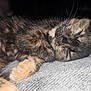 animal, blanket, cat, closeup, cozy, cute, fur, indoor, kitten, nap, paw, peaceful, pet, relaxation, resting, sleeping, soft, texture, tortoiseshell, whiskers