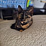 Pickle joined the competition — help win amazing prizes! animal, cat, closeup, companion, cozy, curious, cute, domestic, ears, eyes, feline, fluffy, fur, indoor, laying, pet, relaxed, soft, tortoiseshell, whiskers