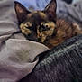 Pickle is registered to the contest to win money with this photo: animal, bed, blanket, cat, closeup, comfort, cozy, cute, feline, fur, home, indoor, nap, pet, relaxing, resting, sleepy, soft, tortoiseshell, warm