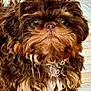adorable, animal, brown_fur, canine, close_up, companion, curly_fur, curly_hair, cute, dog, domestic_animal, eyes, fluffy, friendly, fur, outdoor, pet, portrait, small_dog, snout