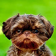 Mr Pickles is registered to the contest to win money with this photo: adorable, animal, brown_fur, close_up, cute, dog, eyes, face, fluffy, fur, green_background, mammal, nose, outdoor, pet, portrait, puppy, small_dog, whiskers, young