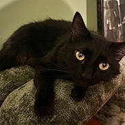 Gigi joined the competition — help win amazing prizes! black_cat, cat, pet, feline, animal, indoor, looking_at_camera, green_background, fur, whiskers, relaxed, close_up, paw, texture, shadow, eye_contact, domestic_cat, mammal, cute, companion