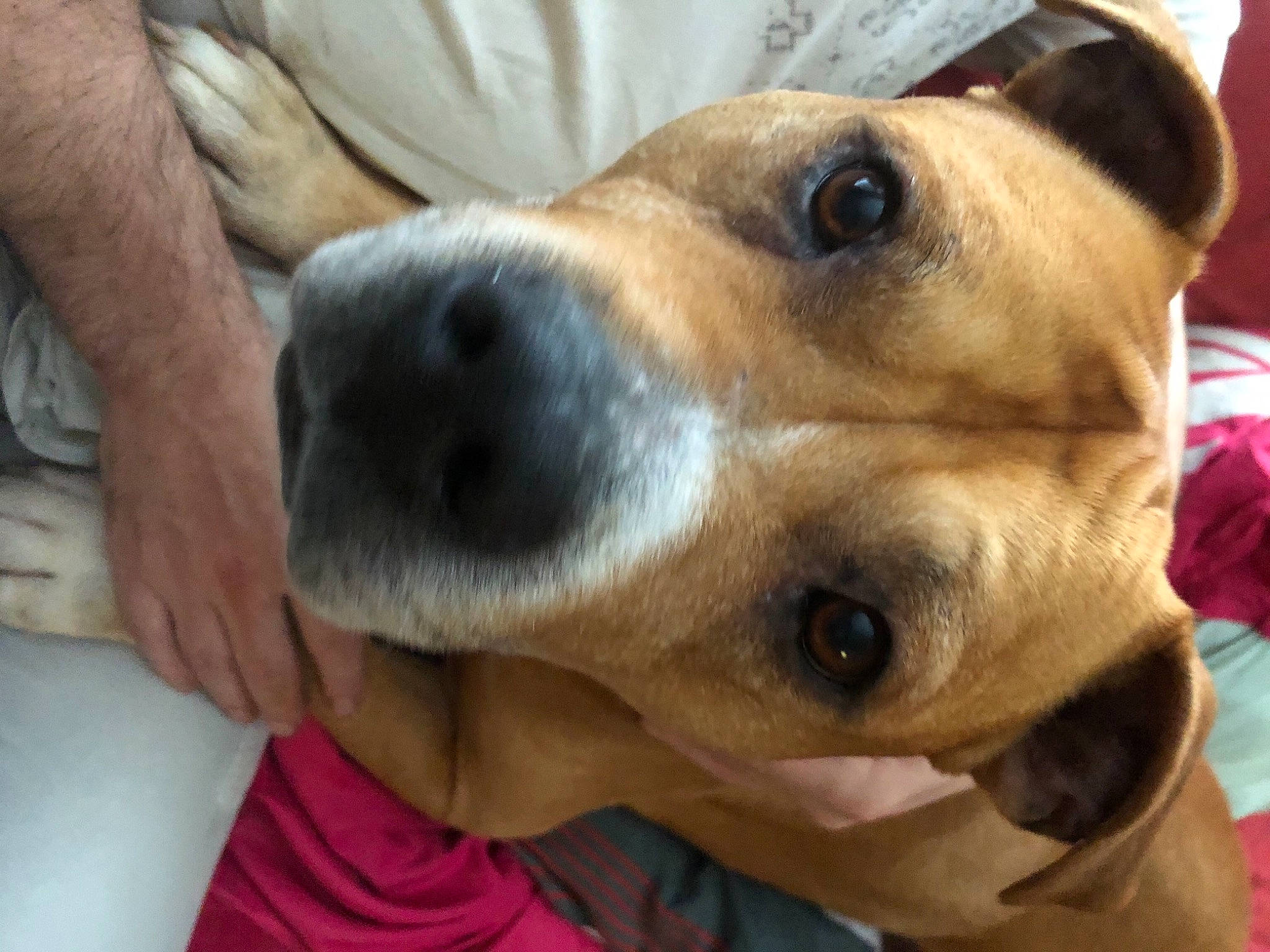 Baiko a rejoint le concours — aidez-le/la à gagner de superbes lots ! canidae, carnivore, collar, companion_dog, dog, dog_breed, dog_collar, dog_supply, ear, fawn, fur, non_sporting_group, nose, pet_supply, selfie, smile, snout, sporting_group, whiskers, working_animal