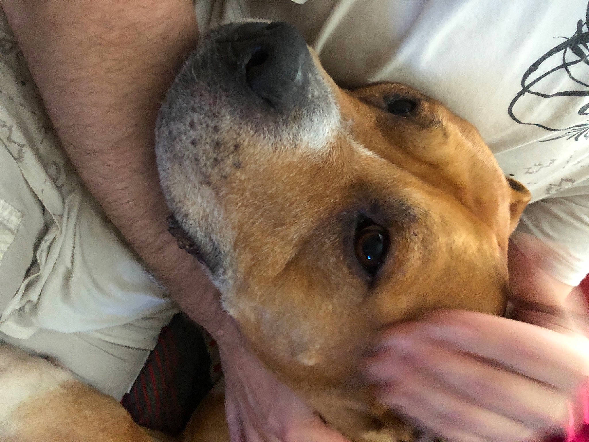 Baiko a rejoint le concours — aidez-le/la à gagner de superbes lots ! canidae, carnivore, collar, companion_dog, dog, dog_breed, dog_supply, ear, fawn, fur, jaw, paw, pet_supply, puppy, puppy_love, snout, sporting_group, whiskers, working_animal