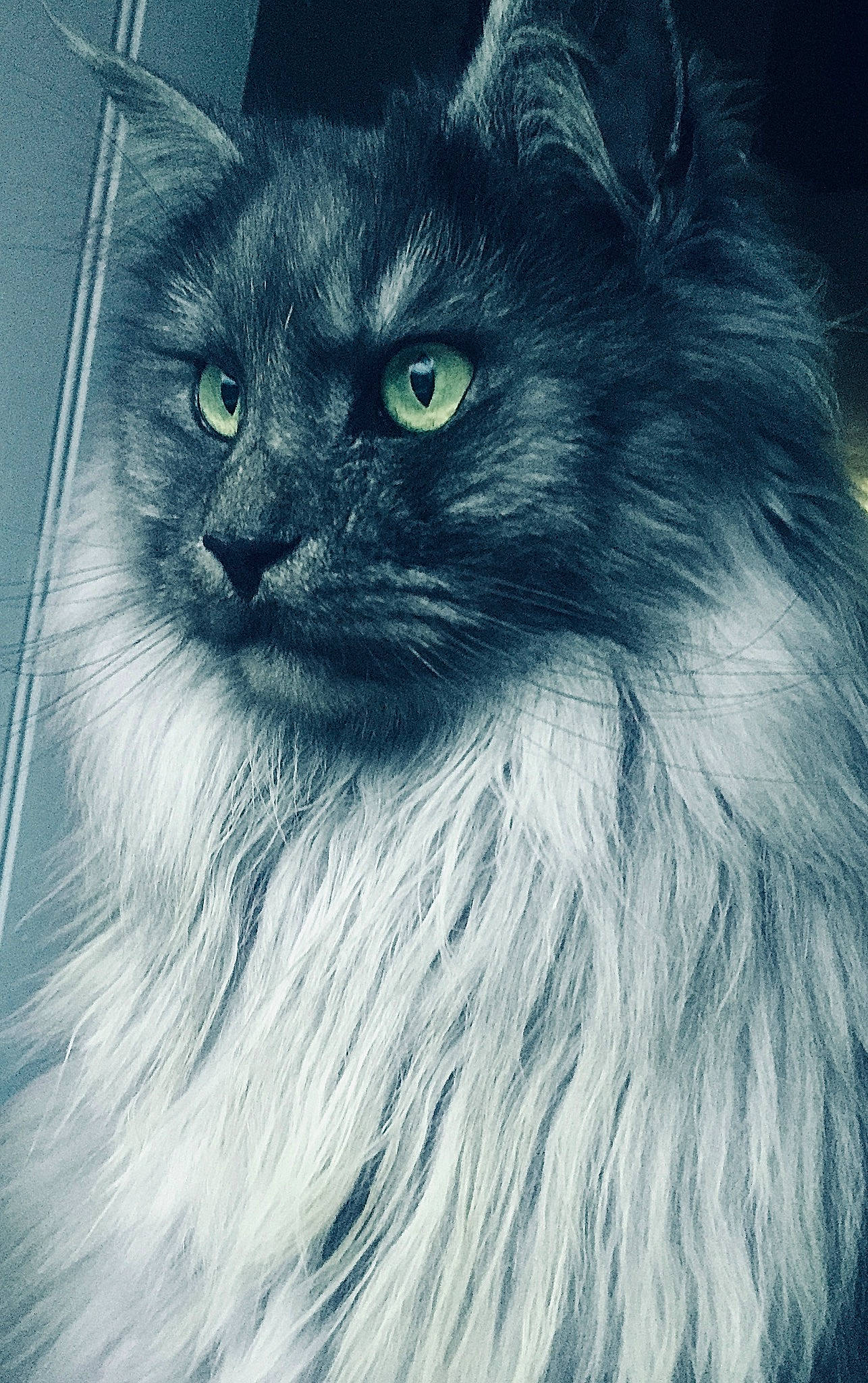 Moumoune a rejoint le concours — aidez-le/la à gagner de superbes lots ! british_longhair, carnivore, cat, electric_blue, eye, felidae, fur, grey, hair, illustration, iris, monochrome_photography, small_to_medium_sized_cats, snout, tail, terrestrial_animal, whiskers, window