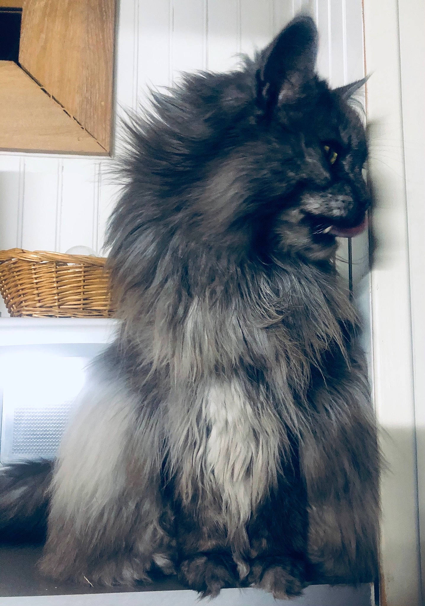 Moumoune a rejoint le concours — aidez-le/la à gagner de superbes lots ! british_longhair, carnivore, cat, claw, electric_blue, felidae, fur, grey, monochrome_photography, paw, small_to_medium_sized_cats, snout, square, tail, whiskers, wood