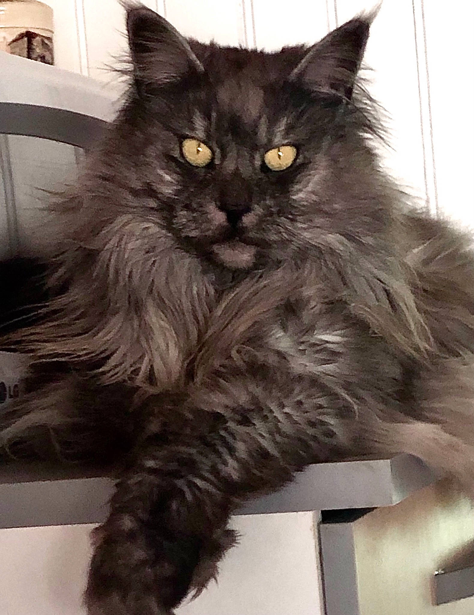 Moumoune participe au concours pour gagner de l'argent avec cette photo : black_cat, british_longhair, carnivore, cat, claw, comfort, eye, felidae, fur, grey, iris, monochrome, monochrome_photography, sitting, small_to_medium_sized_cats, snout, style, tail, terrestrial_animal, whiskers