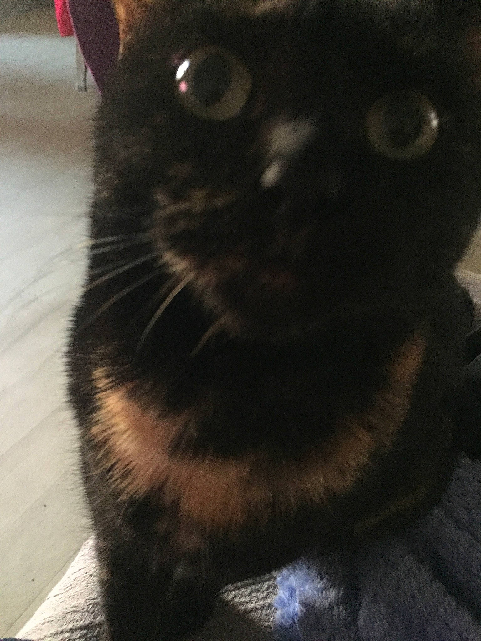 Prune participe au concours pour gagner de l'argent avec cette photo : black_cat, carnivore, cat, claw, domestic_short_haired_cat, felidae, flooring, fur, iris, paw, shadow, small_to_medium_sized_cats, snout, tail, terrestrial_animal, whiskers
