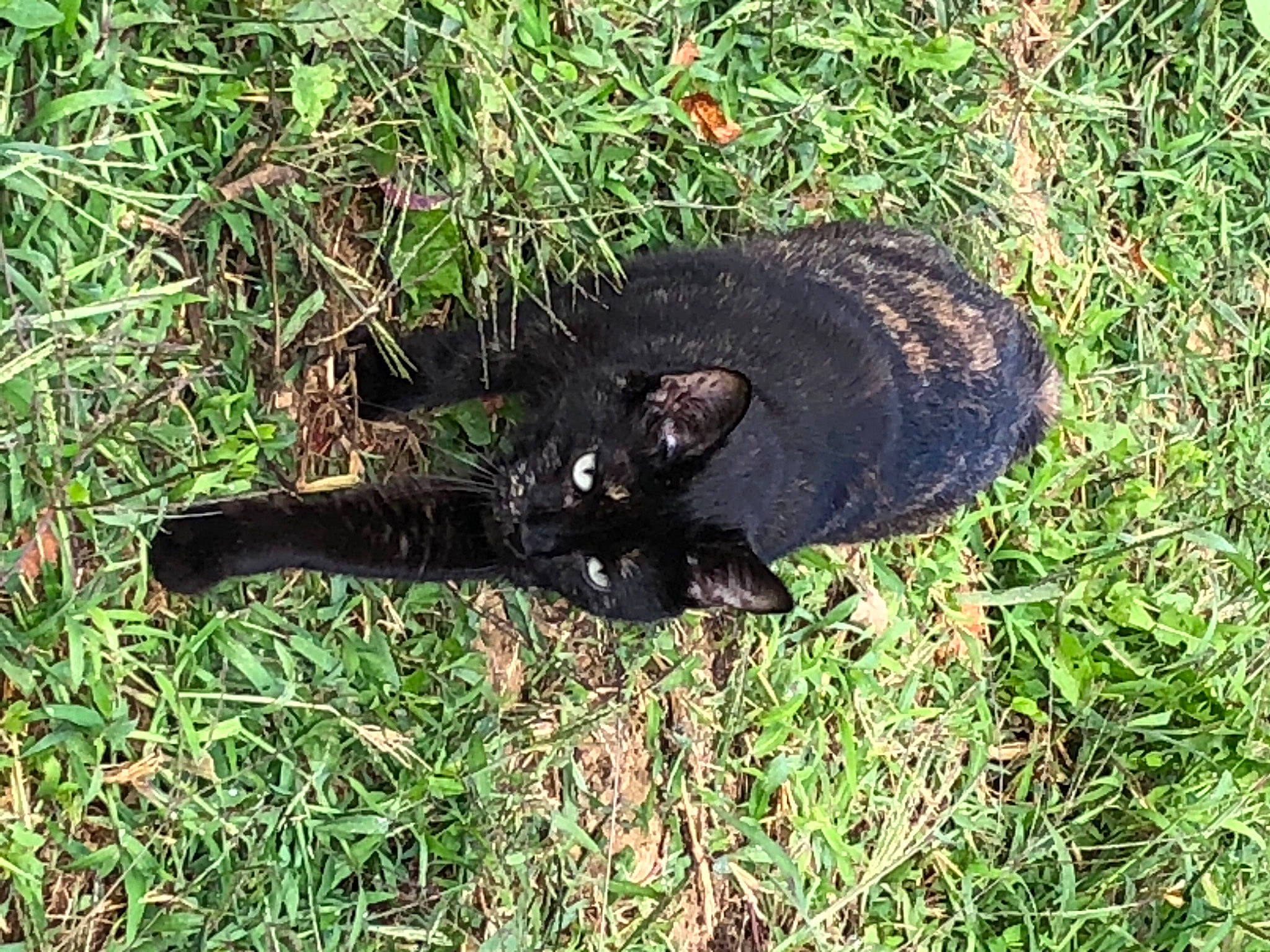 Prune a rejoint le concours — aidez-le/la à gagner de superbes lots ! canidae, carnivore, cat, dog_breed, felidae, grass, groundcover, plant, soil, tail, terrestrial_animal, working_animal