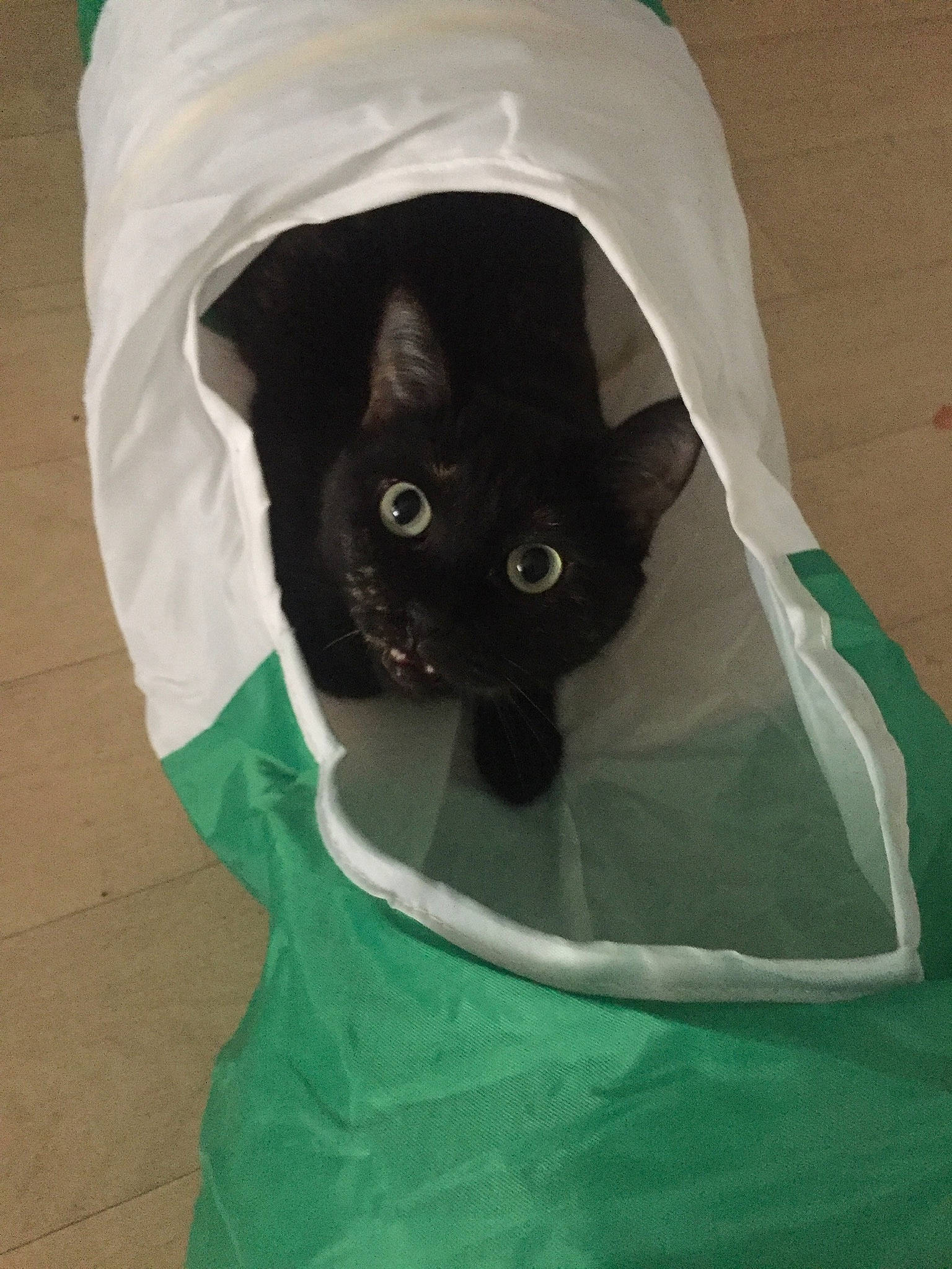 Prune participe au concours pour gagner de l'argent avec cette photo : bag, black_cat, box, carnivore, cat, cat_supply, comfort, domestic_short_haired_cat, felidae, fur, packaging_and_labeling, paper_product, pet_supply, small_to_medium_sized_cats, snout, t_shirt, tail, whiskers