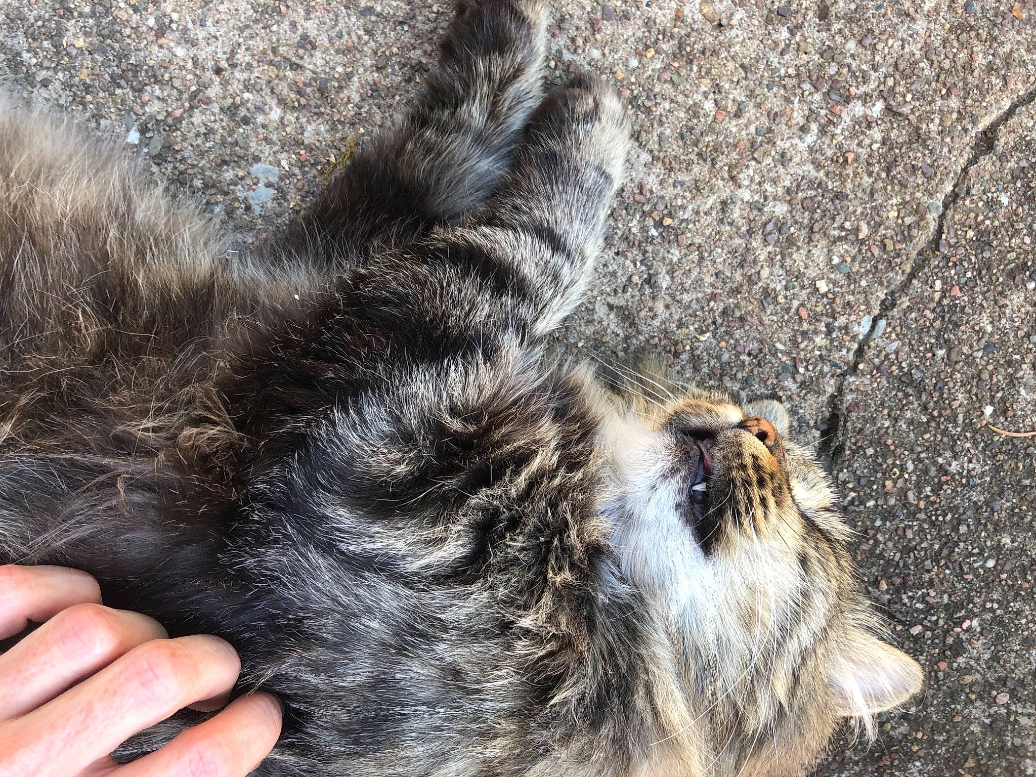 Mimi a rejoint le concours — aidez-le/la à gagner de superbes lots ! carnivore, cat, claw, dog_breed, domestic_short_haired_cat, felidae, foot, fur, nap, paw, sleep, small_to_medium_sized_cats, snout, tail, terrestrial_animal, whiskers, wildlife