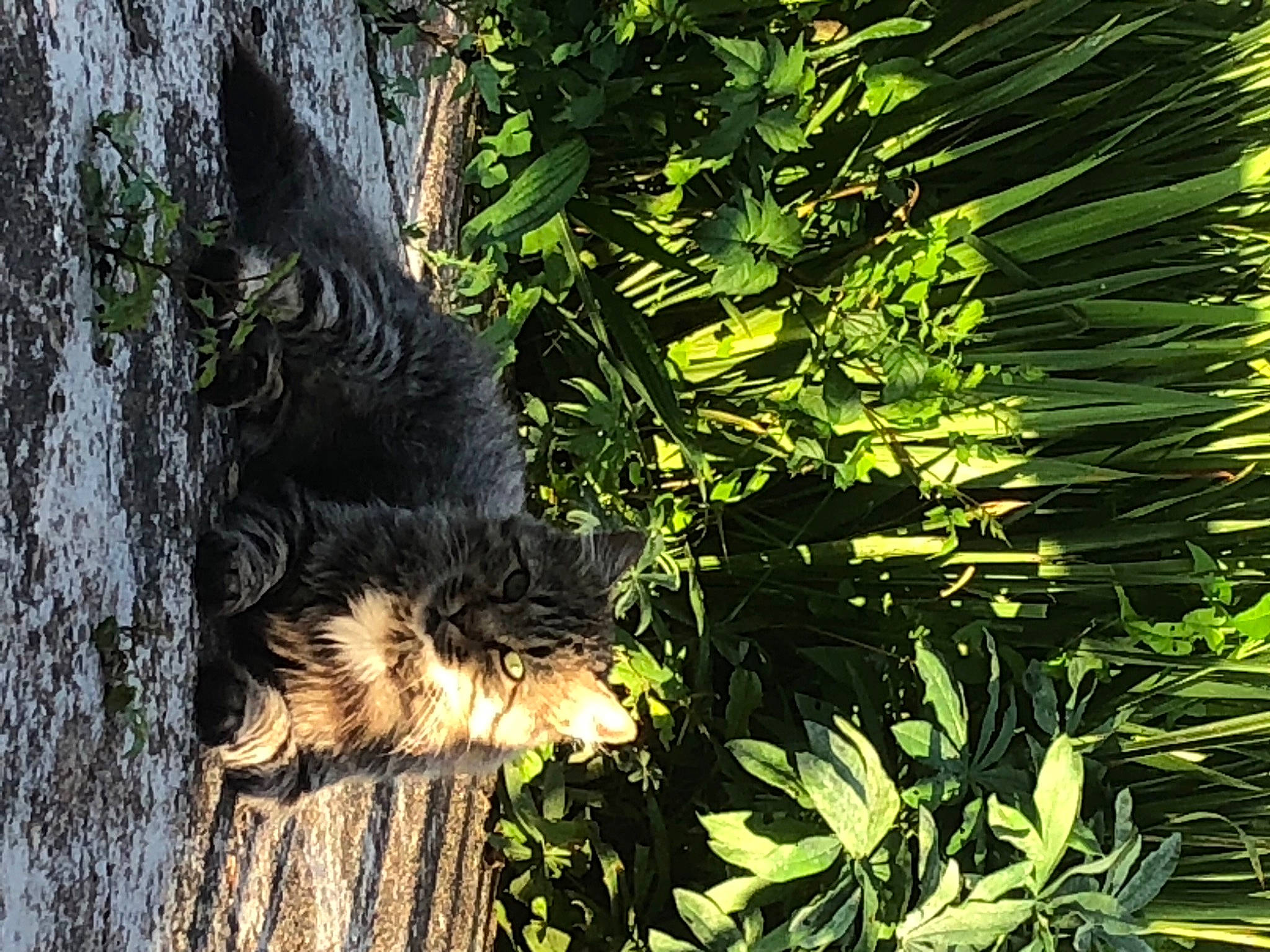 Mimi a rejoint le concours — aidez-le/la à gagner de superbes lots ! arecales, botany, camouflage, carnivore, felidae, forest, fur, grass, leaf, palm_tree, plant, rodent, squirrel, tail, terrestrial_animal, terrestrial_plant, tree, trunk, vegetation, wood