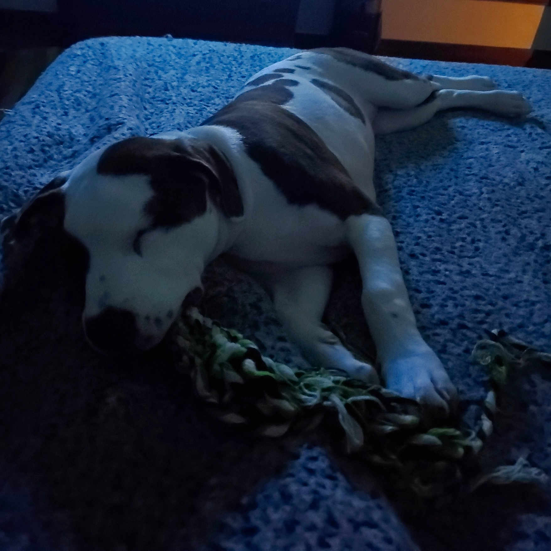 Nala joined the competition — help win amazing prizes! animal, bed, blanket, brown, canine, closeup, cozy, dog, fur, home, indoor, paw, pet, quiet, relaxing, resting, rope_toy, sleeping, toy, white